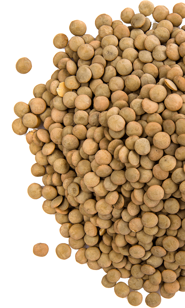 Lentejas