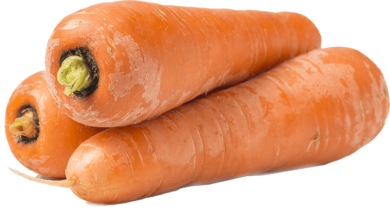 Zanahoria